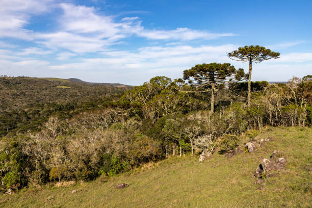 istock Araucaria forest and rocks 1362278587