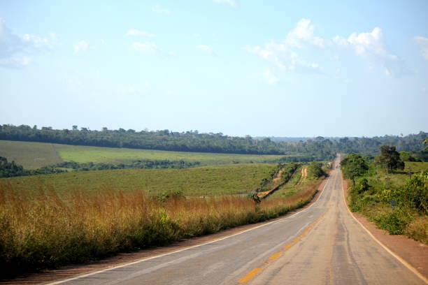 Highway in the brazilian Amazon region