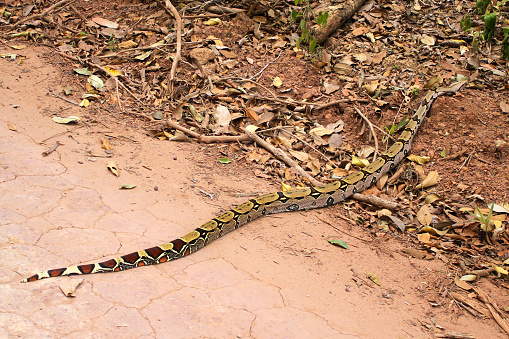Free common boa (boa constrictor) crossing a dirt road towards the forest, in an area of Amazonia forest in Brazil