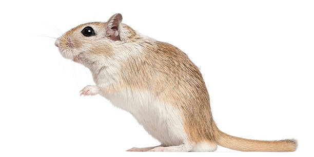 istock Gerbil, 2 months old, in front of white background 136228217