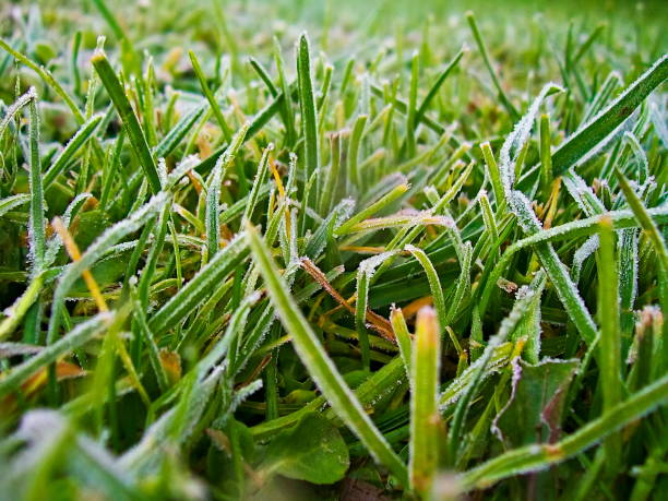istock The Rime covered morning grass 1362284589