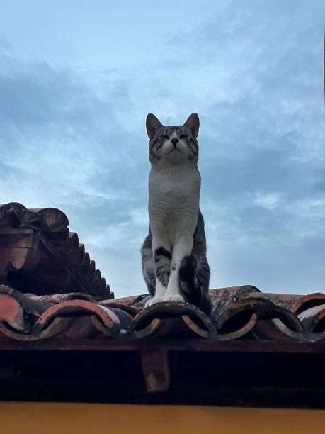 istock the cat on the roof 1362284836