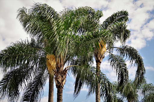Syagrus romanzoffiana palm trees with flower