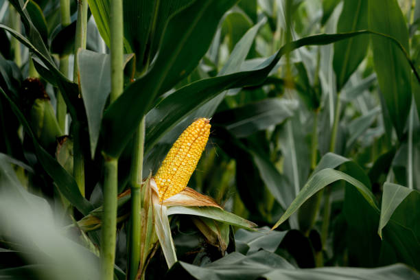 istock Closeup of corn on the stalk in the corn field 1362285487
