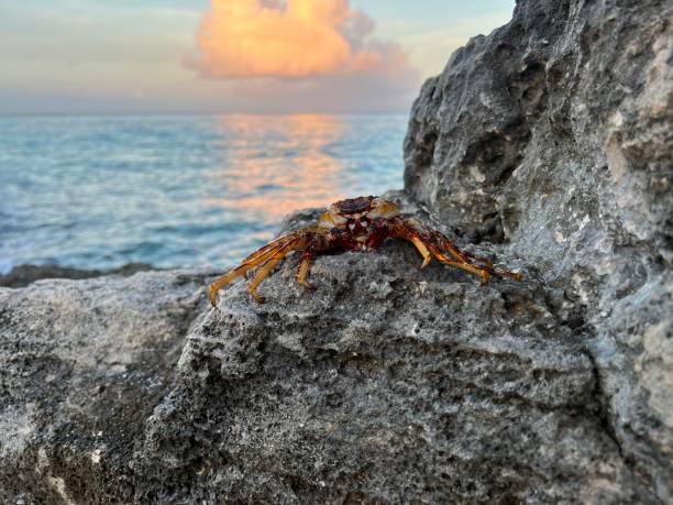 Colorful crab enjoying the sun and waiting for prey in Cozumel, Mexico.