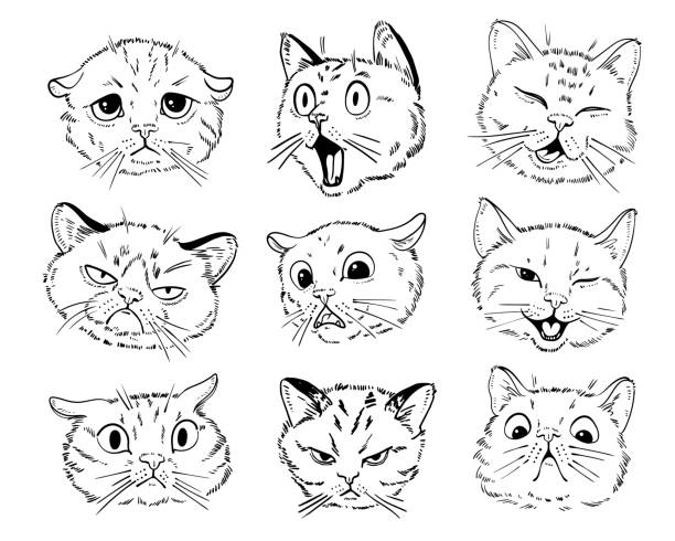 Dessin de portrait de chat. Personnages de dessins animés en noir et blanc. Poser - Illustration vectorielle