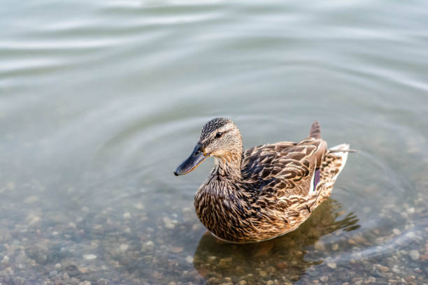 Mallard duck swimming on an Essex river