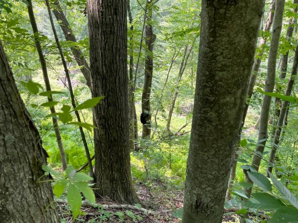 Wilkes-Barre, Pennsylvania - Wilderness