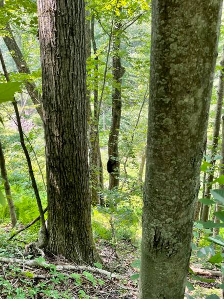 istock Wilkes-Barre, Pennsylvania - Wilderness 1362288332
