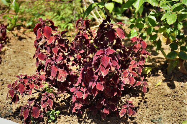 istock In the garden a red coleus 1362288361