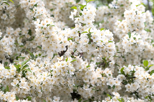 Close-up image of blossoms on a crabapple tree