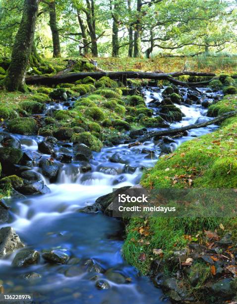 Corriente Woodland Foto de stock y más banco de imágenes de Paisaje no urbano - Paisaje no urbano, Reino Unido, Río