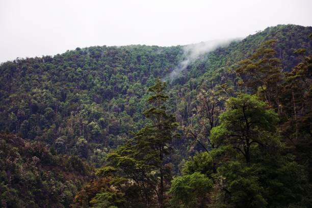 fondo de bosque templado de nueva zelanda - kahurangi fotografías e imágenes de stock