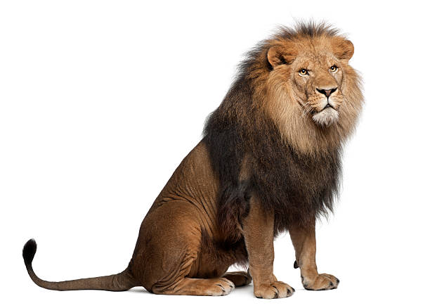 ライオン、パンテーラレーオ、8 歳のラウンジ - lion mane strength male animal ストックフ��ォトと画像