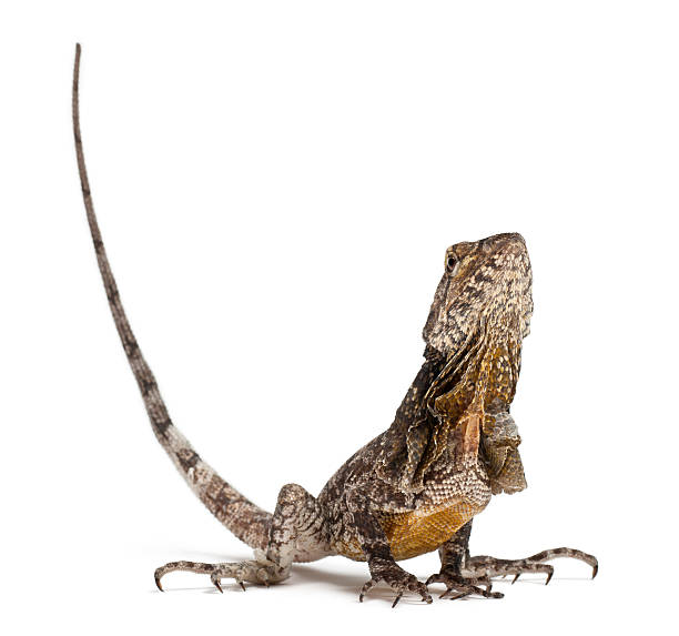 istock Frill-necked lizard, Chlamydosaurus kingii, in front of white background 136229167