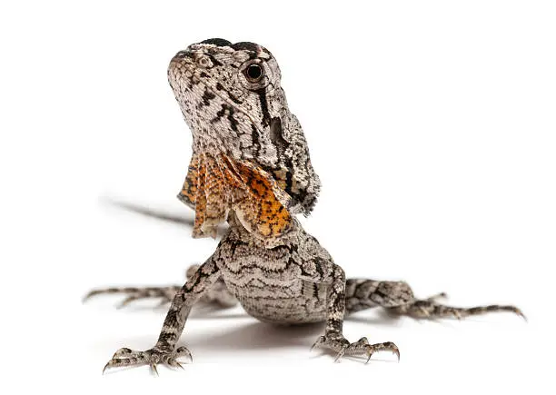 Frill-necked lizard also known as the frilled lizard, Chlamydosaurus kingii, in front of white background