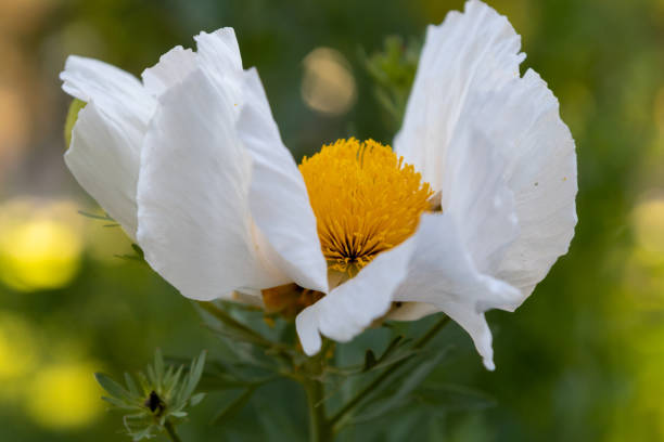 istock Matilija poppy from the side 1362293197