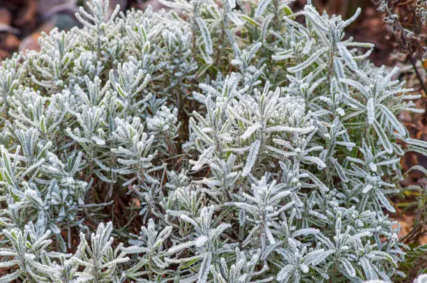 Photo of Winter lavender, a clipped bush covered with hoarfrost. Popular varieties of garden plants