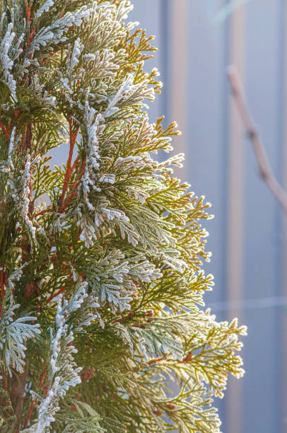 istock The sun lit up the Thuja tree at sunrise. An evergreen coniferous tree in the cold. Selective focus 1362293369