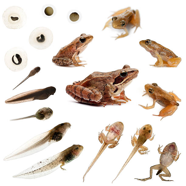 Composition of the complete evolution, frogs Composition of the complete evolution of a Common frog in front of a white background amphibian photos stock pictures, royalty-free photos & images