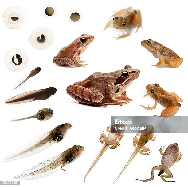 Composition Of The Complete Evolution Frogs Stock Photo - Download Image Now - Tadpole, Frog, Common Frog