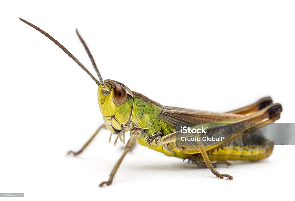 Cricket in front of white background Cricket - Insect Stock Photo