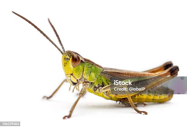 Cricket In Front Of White Background Stock Photo - Download Image Now - Cricket - Insect, Grasshopper, Insect