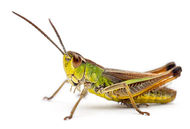 cricket in front of white background - cırcır böceği böcek stok fotoğraflar ve resimler