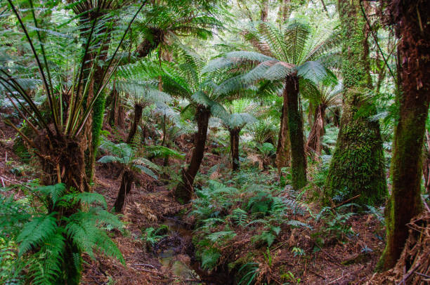 Maits Rest Rainforest Walk - Apollo Bay