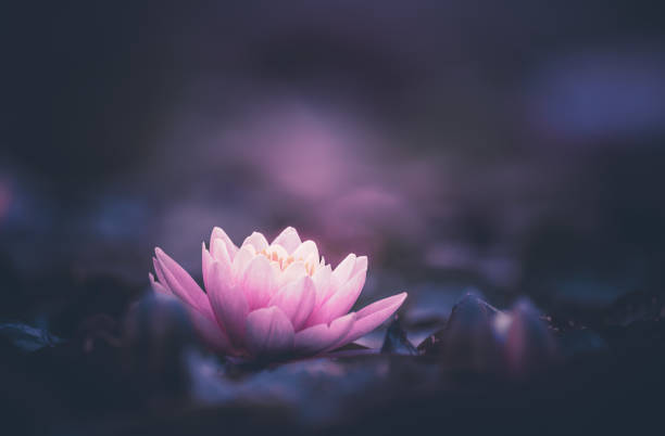 istock Pink Lotus Flower Or Water Lily 1362294367