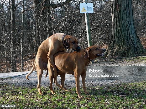Mating Hound Dogs Stock Photo - Download Image Now - Animals Mating, Dog,  Sex and Reproduction - iStock