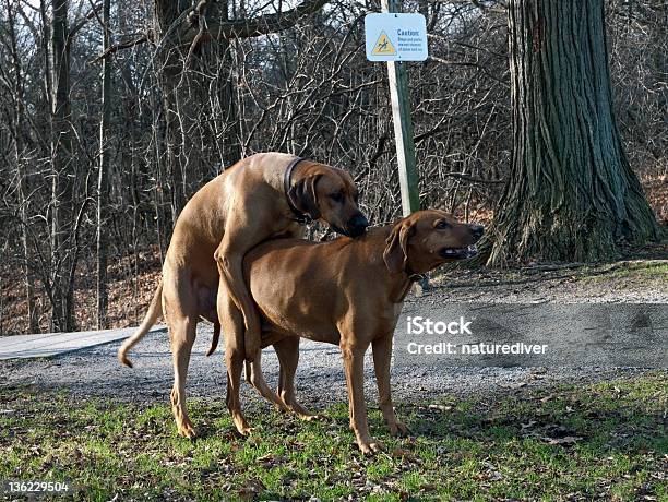 Mating Hound Dogs Stock Photo - Download Image Now - Animals Mating, Dog, Sex and Reproduction - iStock Mating Hound Dogs Stock Photo - Download Image Now - Animals Mating, Dog, Sex and Reproduction - iStock