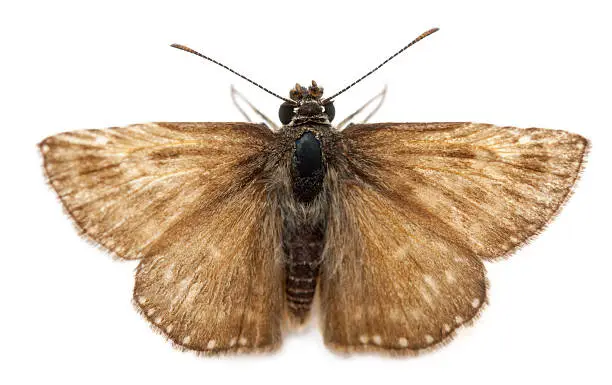 Photo of Skipper butterfly in front of white background