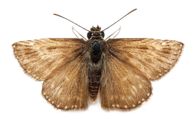 skipper butterfly z przodu białe tło - moth zdjęcia i obrazy z banku zdjęć