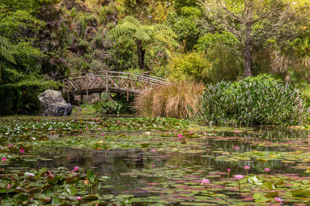 istock Water Lilies on a Pond 1362297360