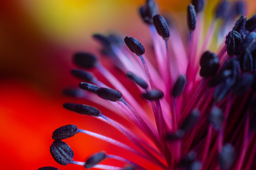Close-Up of Stamen of Flower on Bright Background with Selective Focus