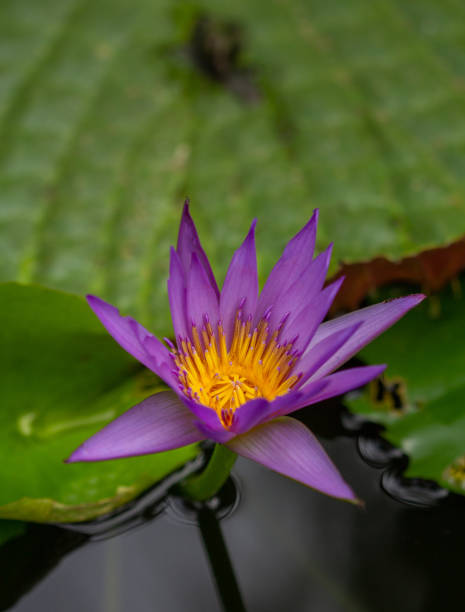 istock Purple Water Lily in Pond 1362297373