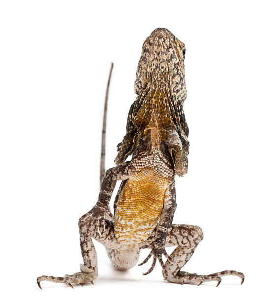 istock Frill-necked lizard, Chlamydosaurus kingii, in front of white background 136229796
