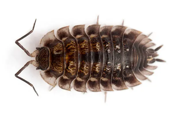 High angle view of Common woodlouse, Oniscus asellus, in front of white background