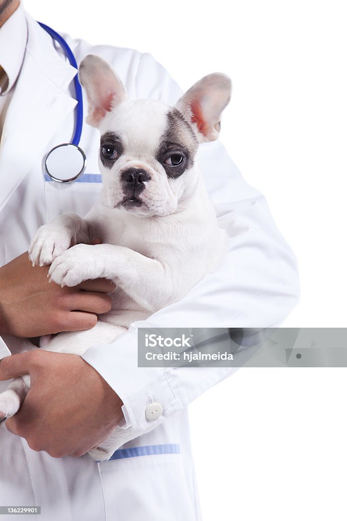 獣医保持、ボストンテリア犬 - 獣医のロイヤリティフリーストックフォト