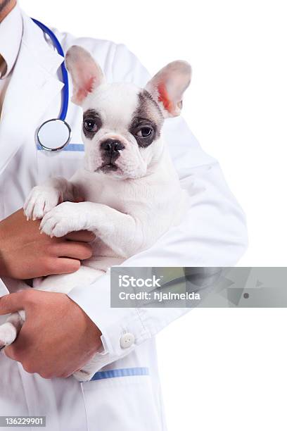 獣医保持ボストンテリア犬 - 獣医のストックフォトや画像を多数ご用意 - 獣医, 1人, イヌ科