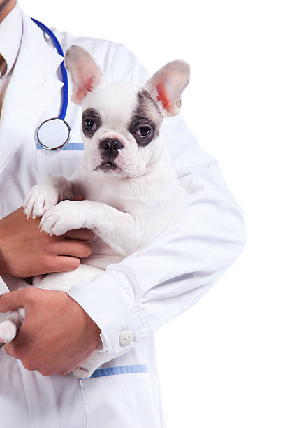 istock Veterinarian holding a very cute Boston terrier 136229901