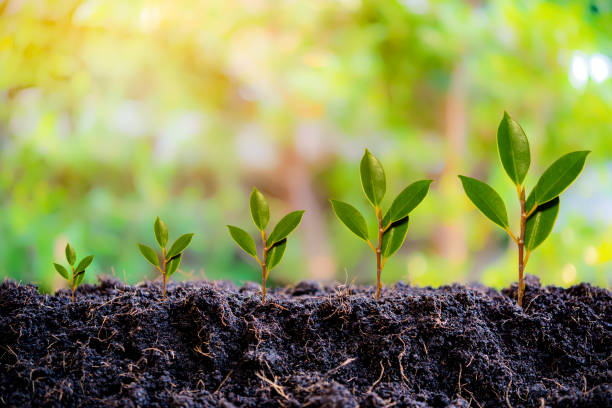 istock Small trees of different sizes growing on green background concept 1362299743
