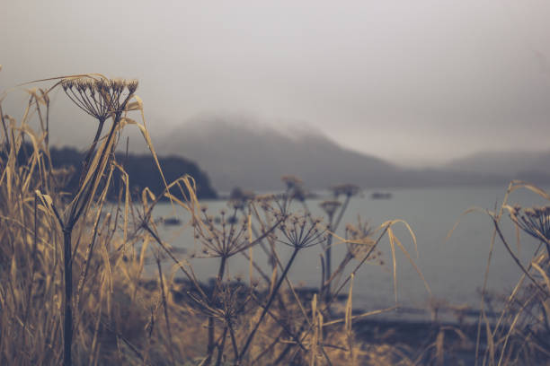 Foggy day on Alaska beach with sea grass and mountains in soft focus Black sand beach in Kodiak Alaska with Pushki plant and sea grass in foreground. Cape and mountain in background. Feeling of cozy evoked by the scene being rainy/foggy, in soft focus, and edited so that there is warm gold in the highlights and and calm purple in the shadows. kodiak island photos stock pictures, royalty-free photos & images