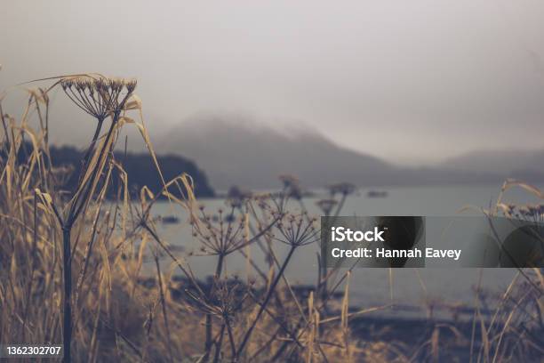 Foggy Day On Alaska Beach With Sea Grass And Mountains In Soft Focus Stock Photo - Download Image Now