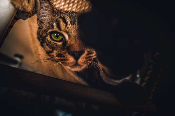 istock portrait of a classic tabby cat 1362305043