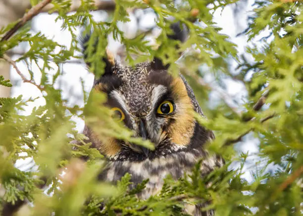 Long-eared owl in cedar forest in Toronto, Ontario, Canada