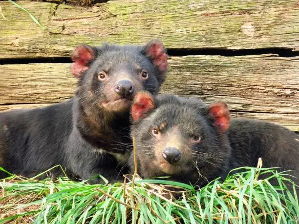 Tasmanian devil pair