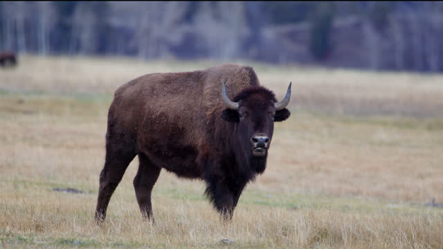 Buffalo in the Grand Tetons National Park, WY