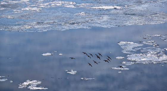 A flock of Canadian geese flying at Fraser river in winter 2021 .  Extreme low temperatures were recorded in 2021 winter in BC.
